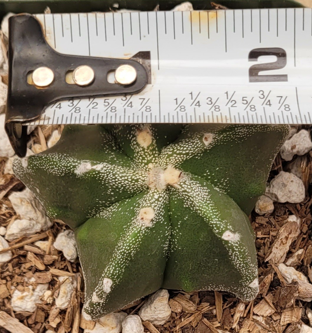 Astrophytum Myriostigma Green With White Marginated Ribs 2″ Wide – Bare Root