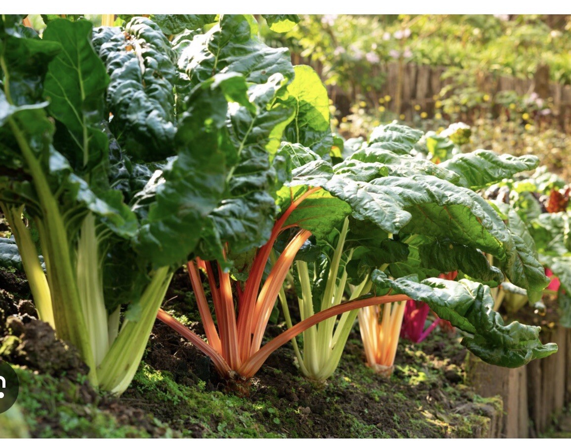 700mg Rainbow Swiss Chard – Seeds – Organic – Non Gmo – Heirloom Variety