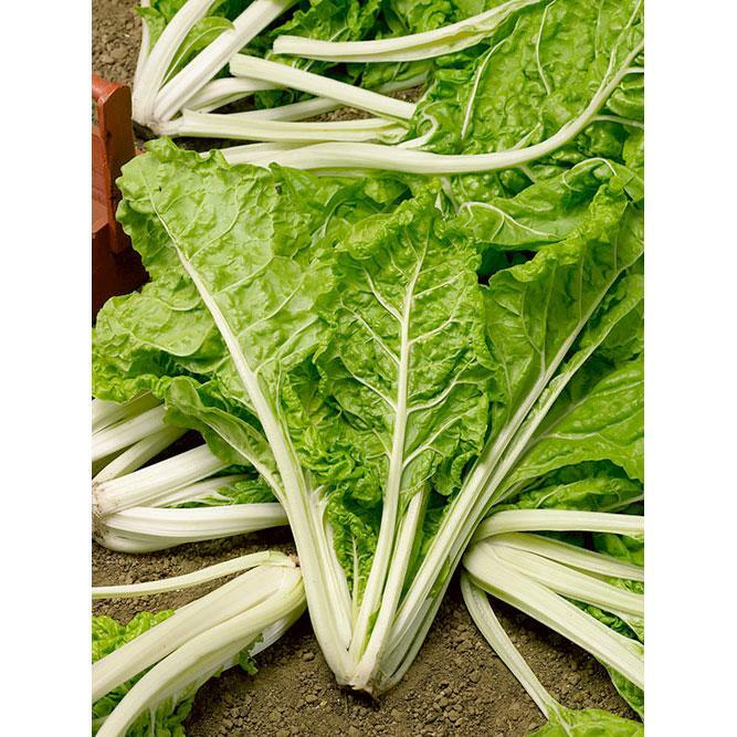 Swiss Chard Lucullus Seeds 50 Ct Heirloom Vegetable Garden NON-GMO FREE SHIPPING