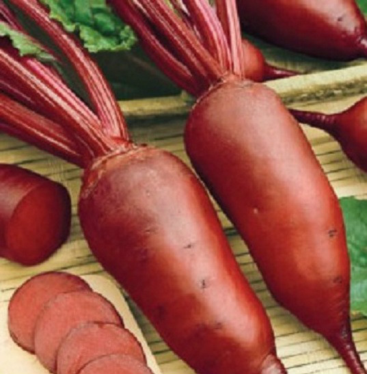 1,000 Beet Seeds Cylindra Beet Seeds VEGETABLE SEEDS 60 DAYS