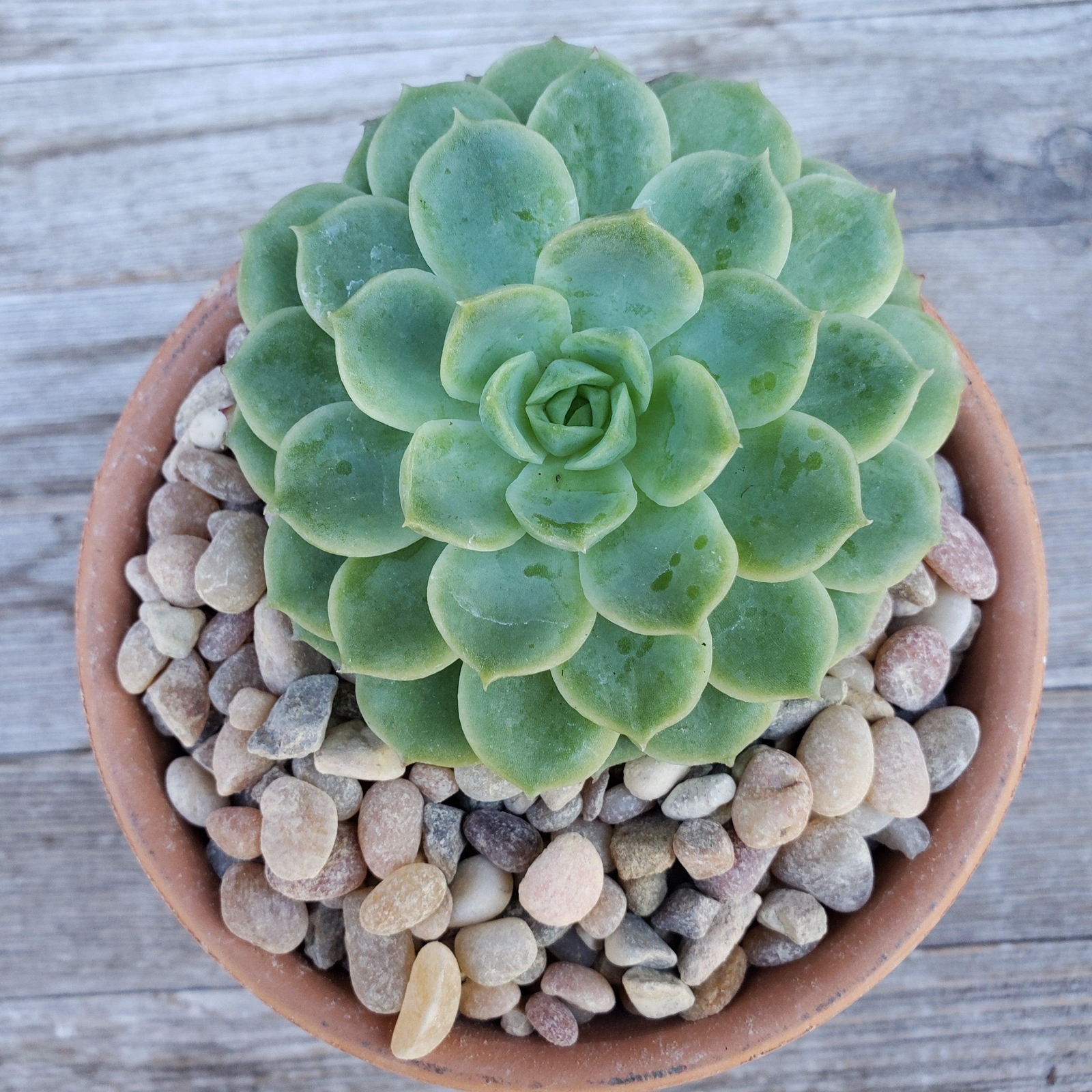 1 Lb 3/8 Del rio pebble river rock Cactus and Succulent Top Soil Dressing cactus