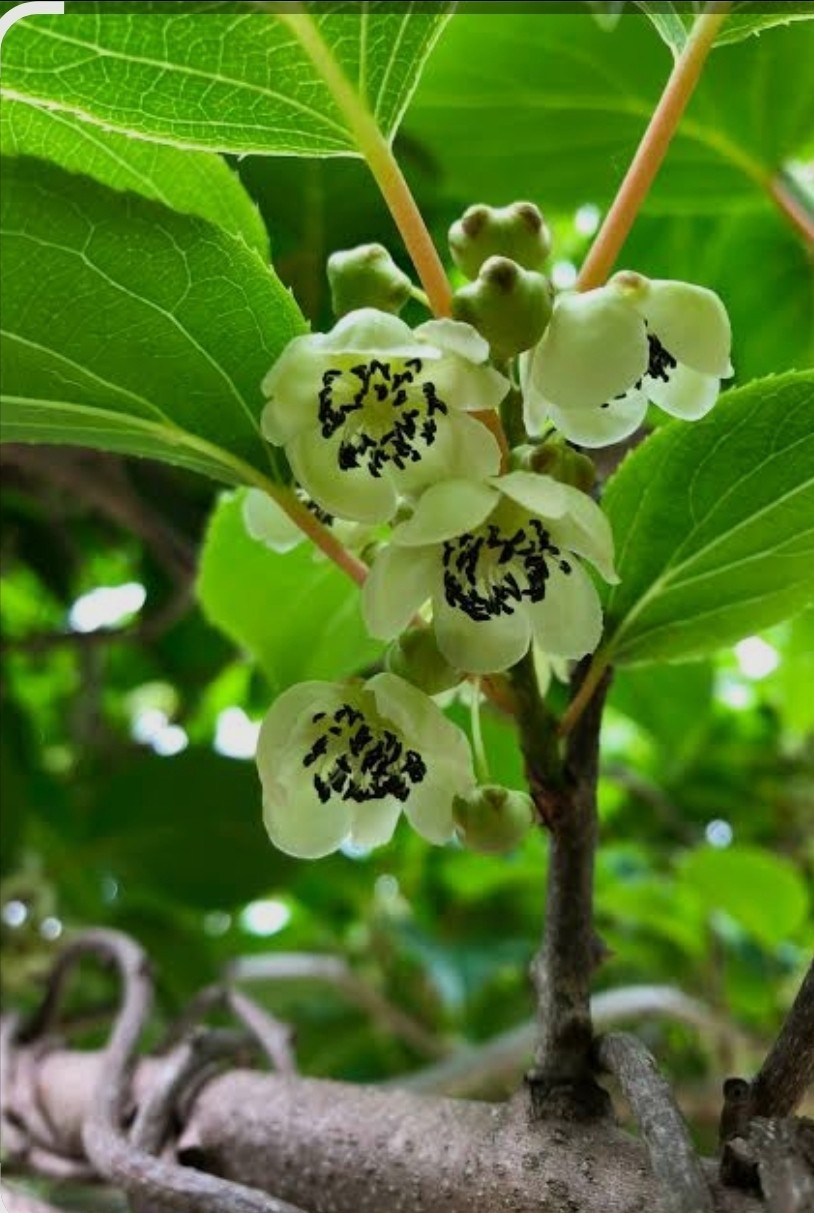 1 Kiwi Berry Female Anna Actinidia arguta 3yr Plant Zones 4-9 (Male Avail.)