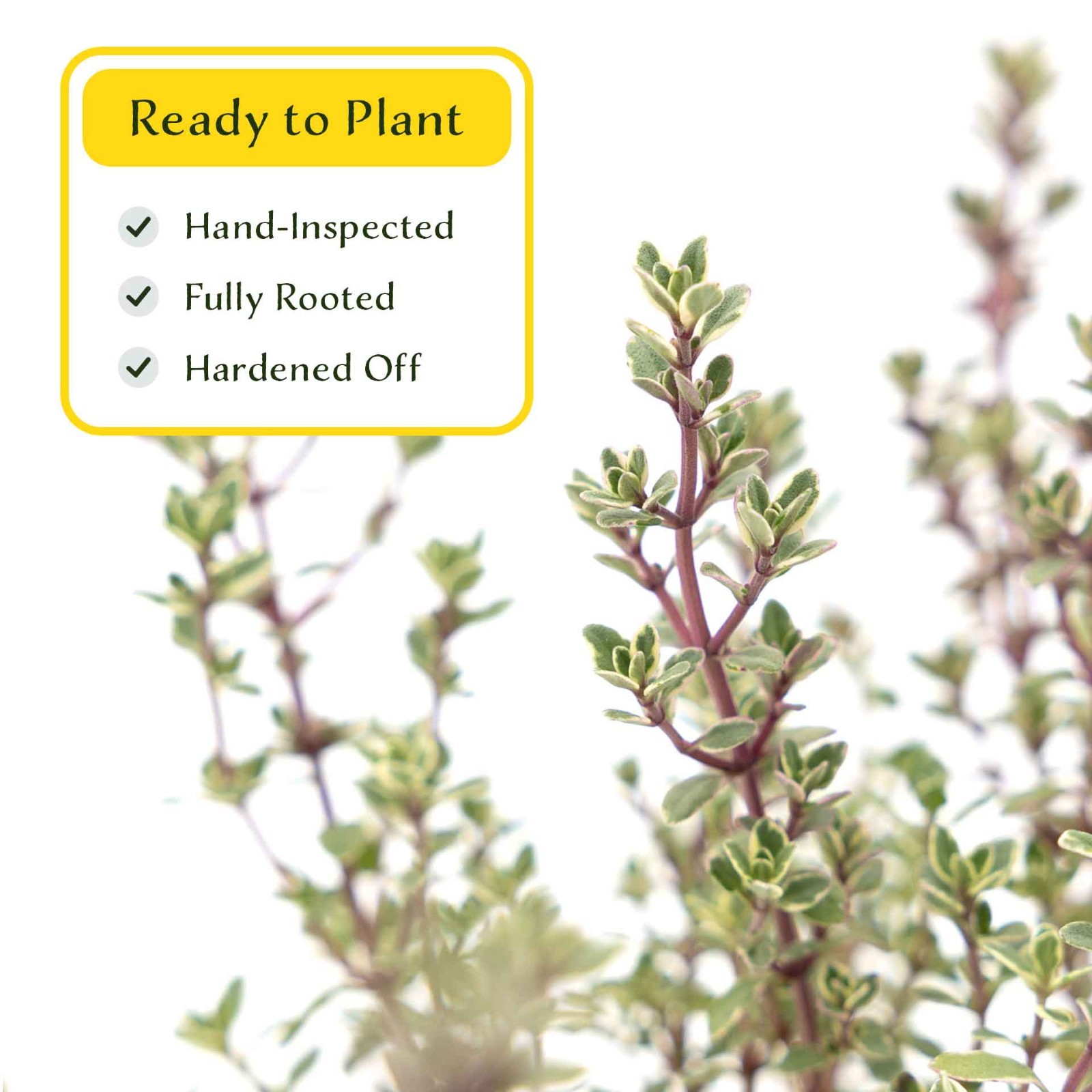2 Silver Thyme Plants in 3.5″ Cubes, Live Aromatic Variegated Herb (Thymus)