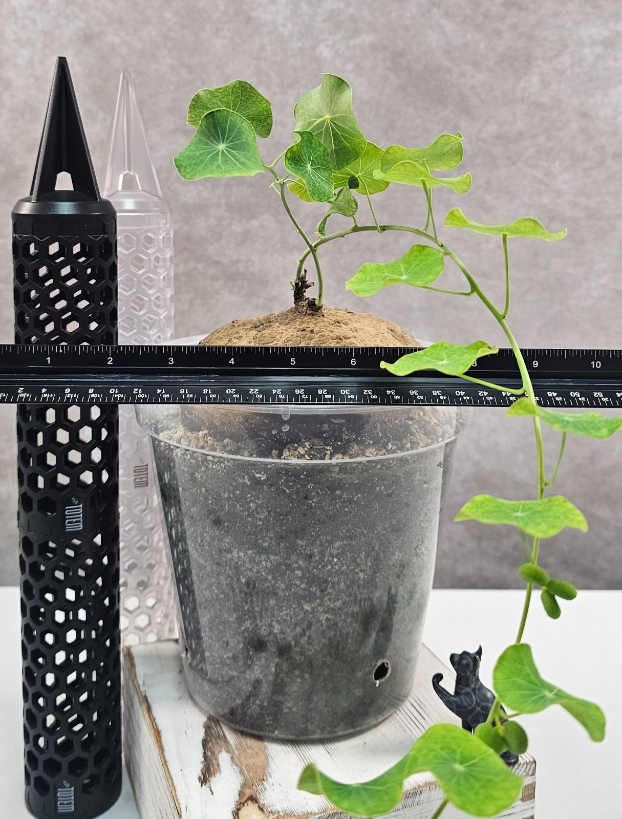HUGE & HEAVY! Stephania Erecta – Succulent – FEMALE W/ SEEDS!!! – Succulent