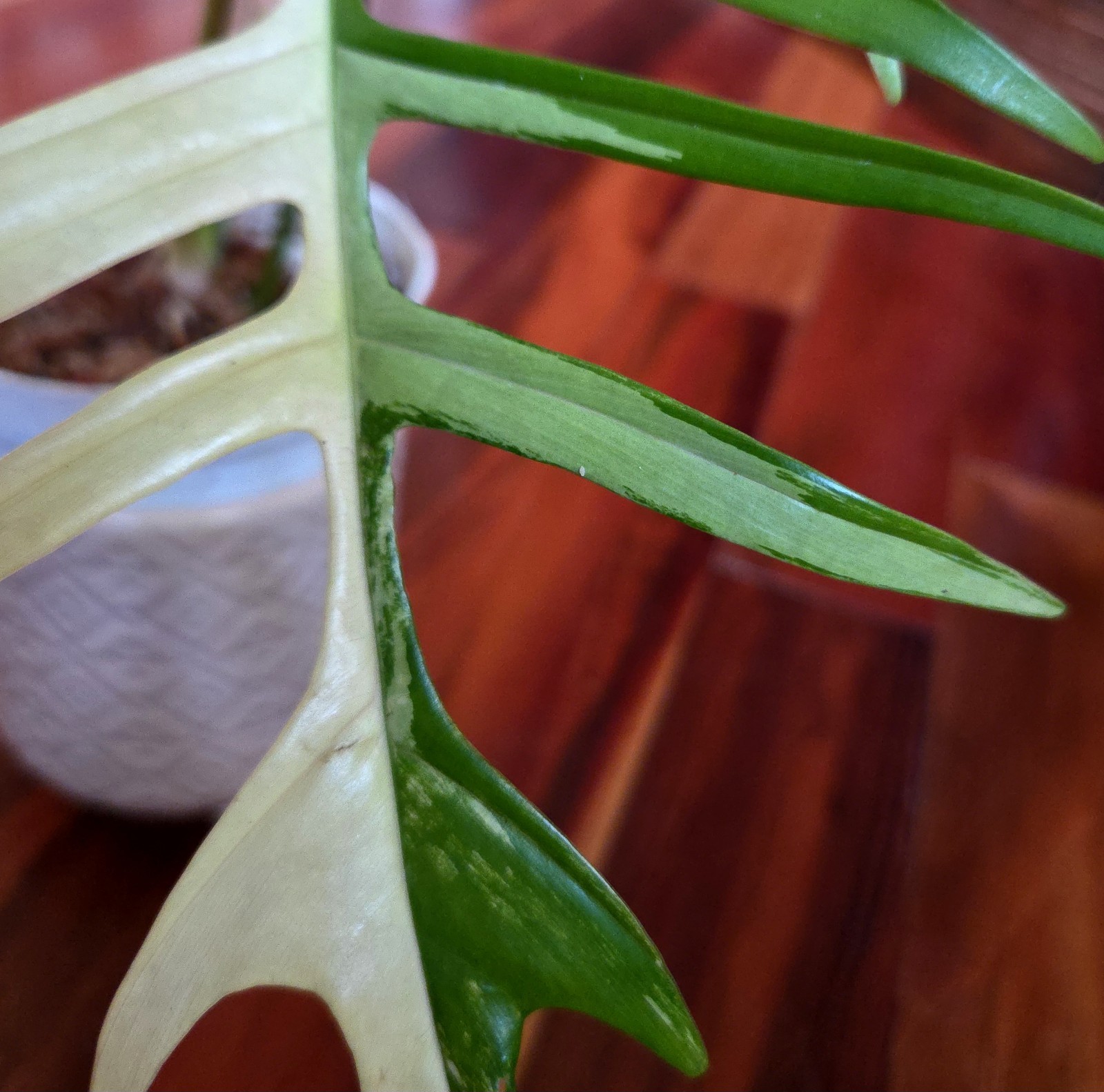 Rare Philodendron Florida Beauty X Tortum 21″ Wide Aroid Not Monstera Anthurium