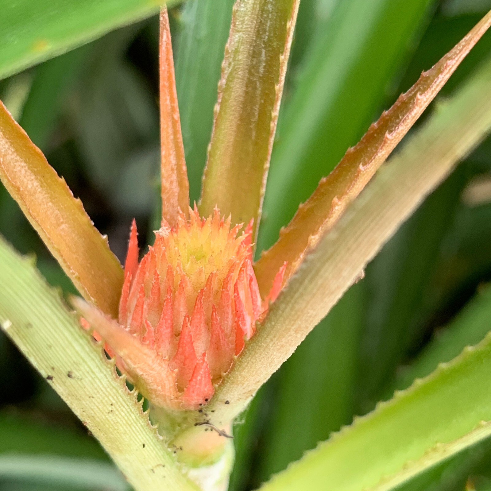 Miniature Ornamental Pineapple – FREE SHIPPING – Ananas Nanus – 6″-8″