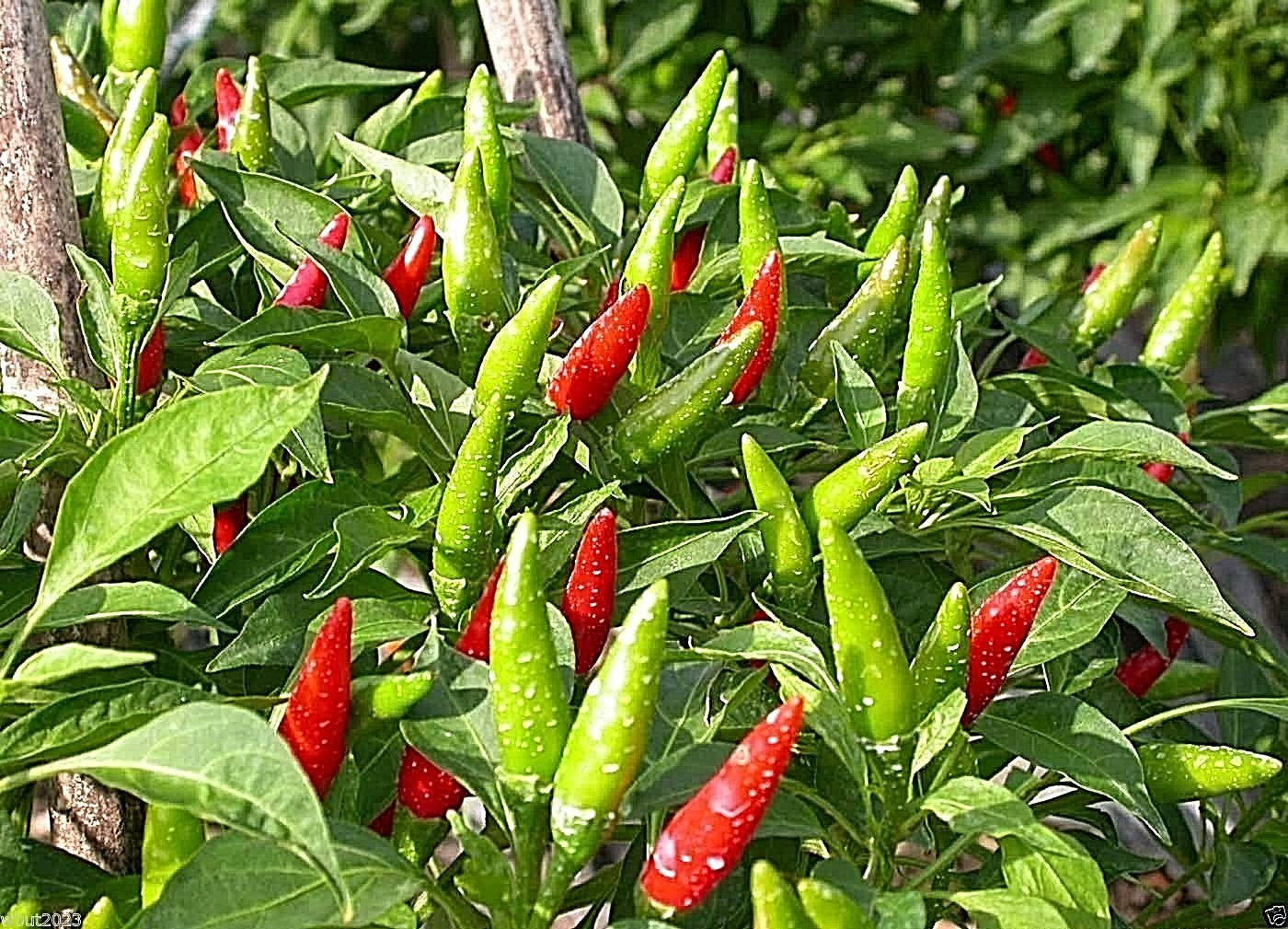 Vietnamese Tear Jerker hot chili pepper seeds non-gmo heirloom SRIRACHA SAUCE!