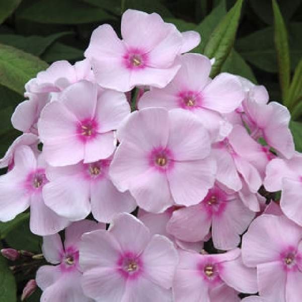 Garden Phlox, Tall Phlox Plant, Healthy Starter, Fragrant Flower Long-blooming