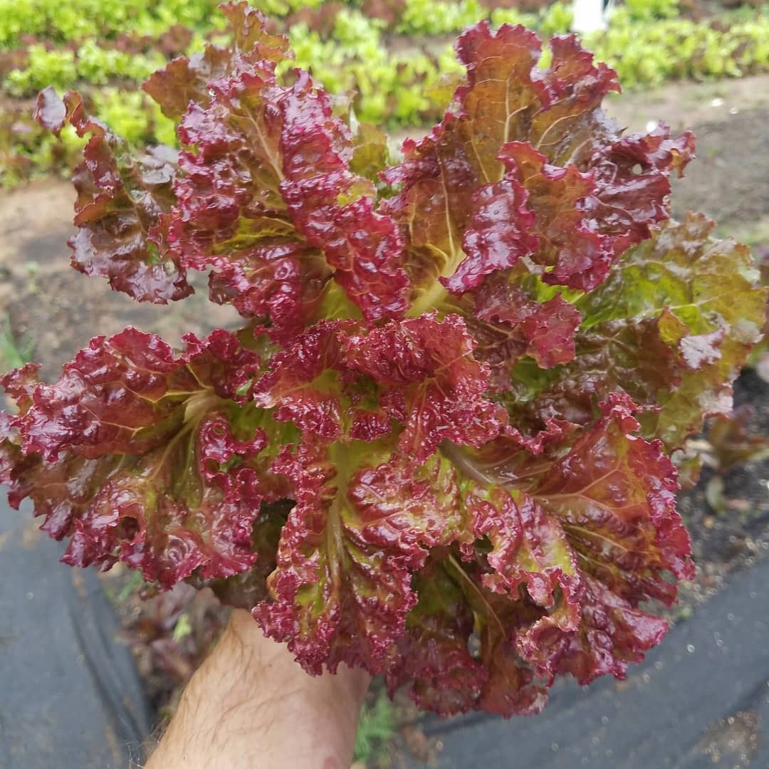 2000 Organic Ruby Red Lettuce Seeds Non Gmo Heirloom- With Bonus!
