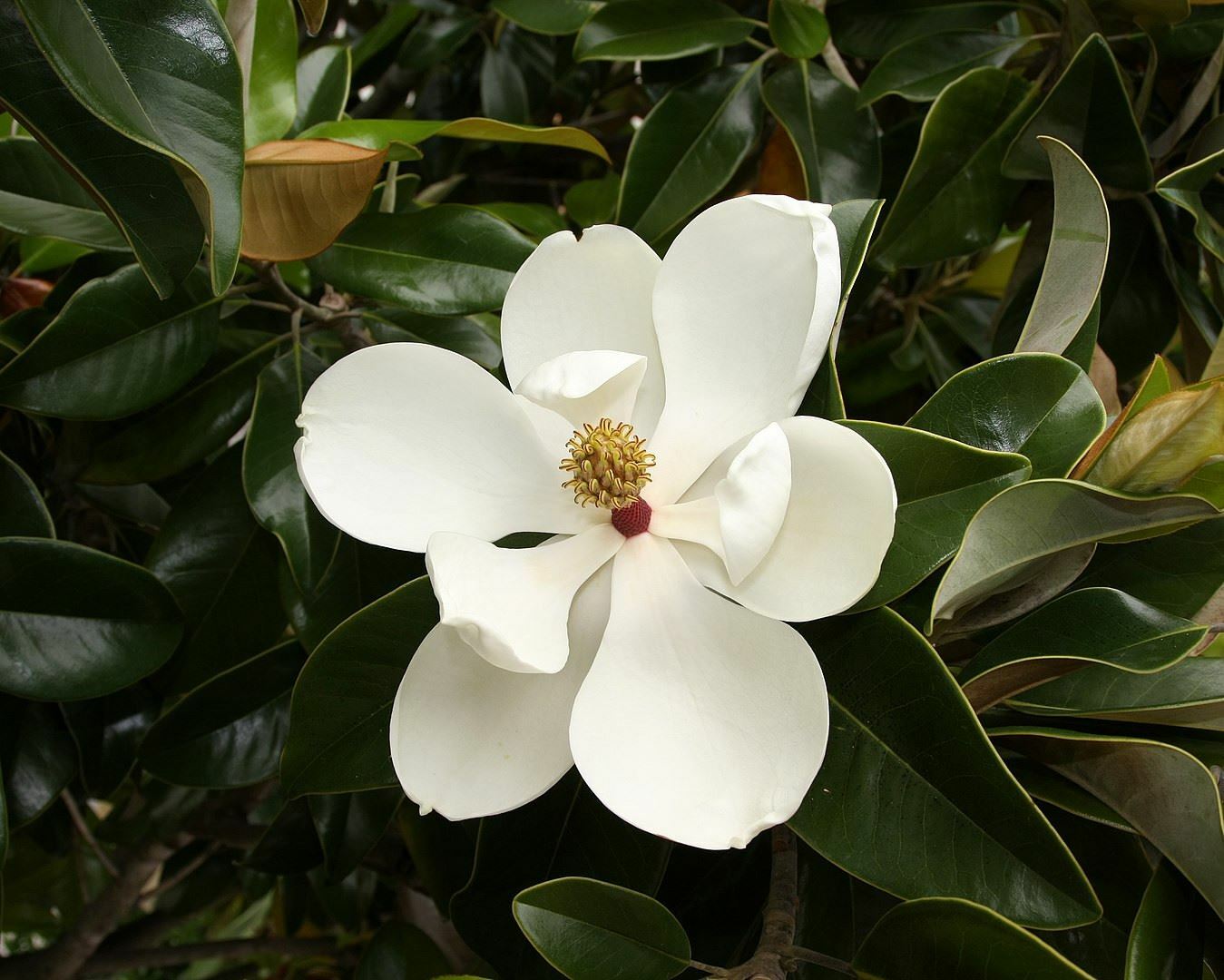 Magnolia Grandiflora – Southern Magnolia Tree