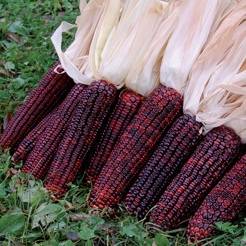 Bloody Butcher Corn Seeds | Heirloom / Non-GMO | Free Shipping | Seed Store 1112