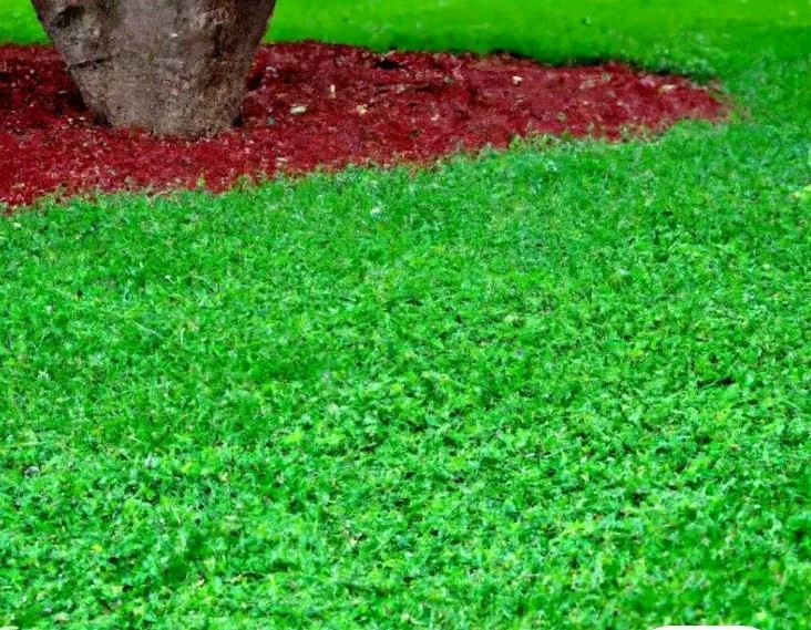 100 + Micro Clover Seeds
