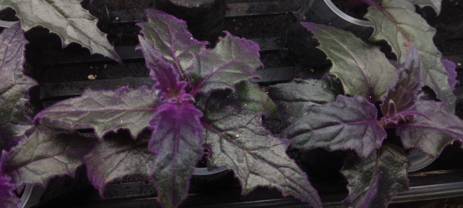 3 x Purple Passion velvet LIVE plants SMALL STARTER PLANT(Gynura Aurantiaca)