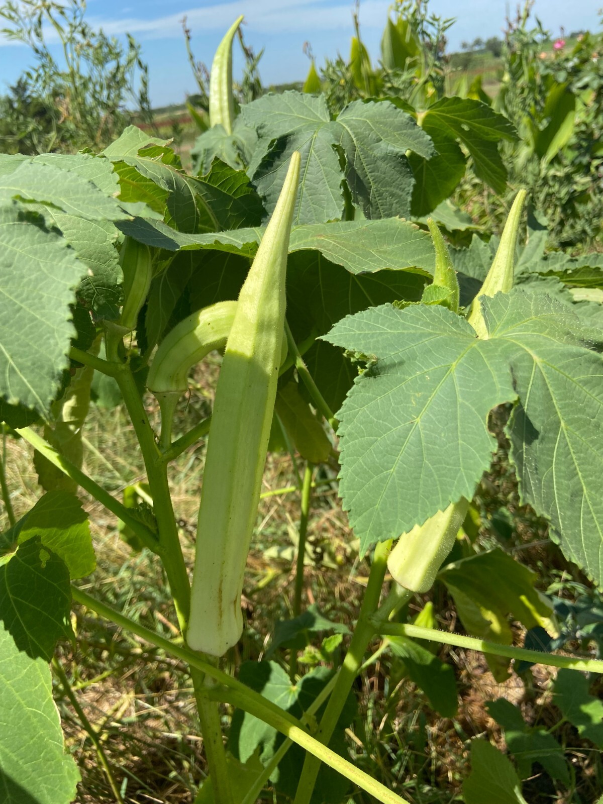 TEXAS LONGHORN OKRA – COW HORN – 25 Fresh Seeds – FREE Shipping