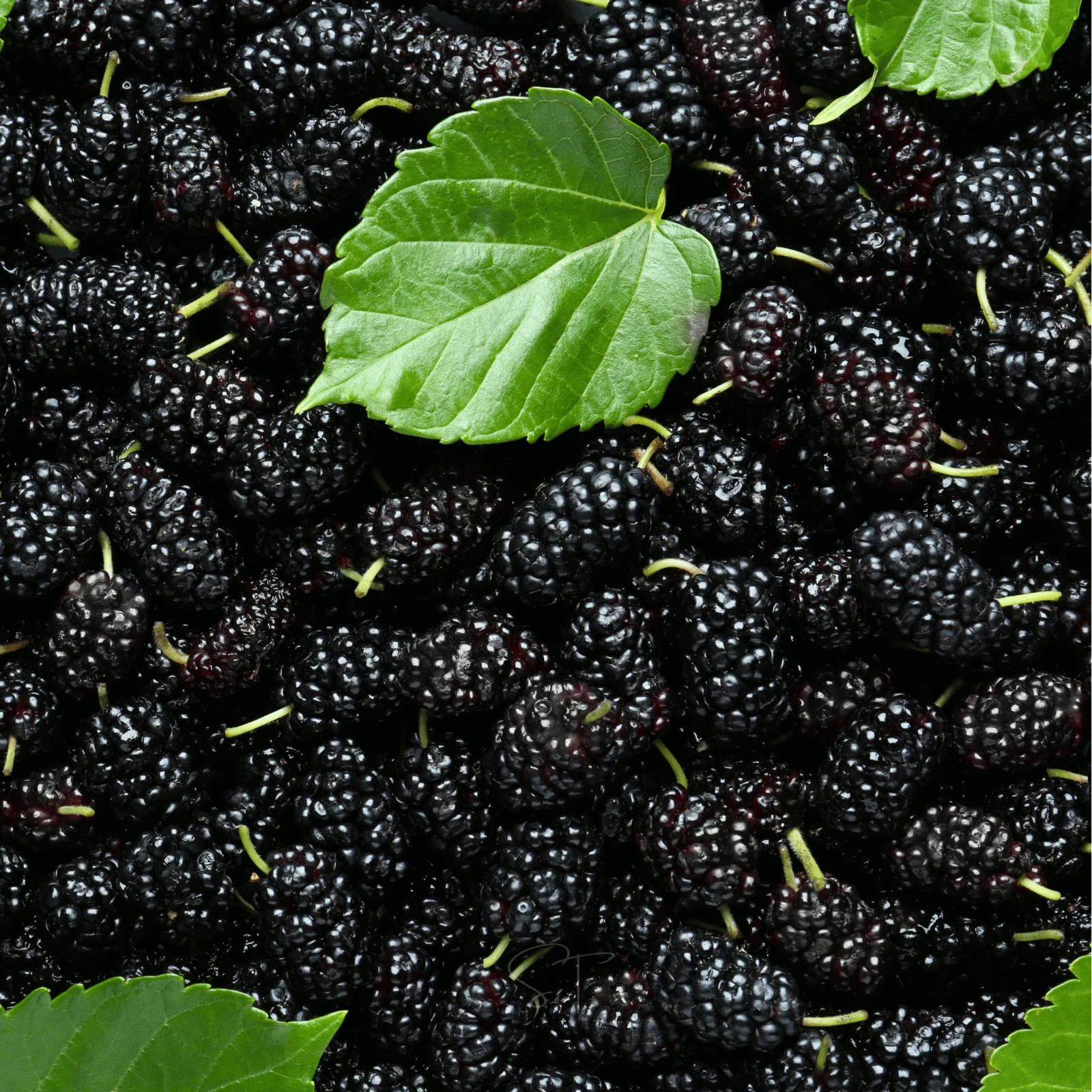 250+ Black Mulberry Seeds – Morus Nigra – Non-GMO Open Pollinated Heirloom Fruit