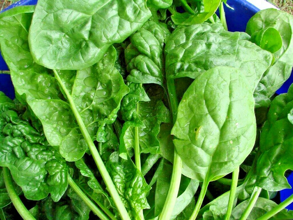 300+ SPINACH BLOOMSDALE SEEDS AUTUMN GIANT GARDEN VEGETABLE SALAD HEIRLOOM USA