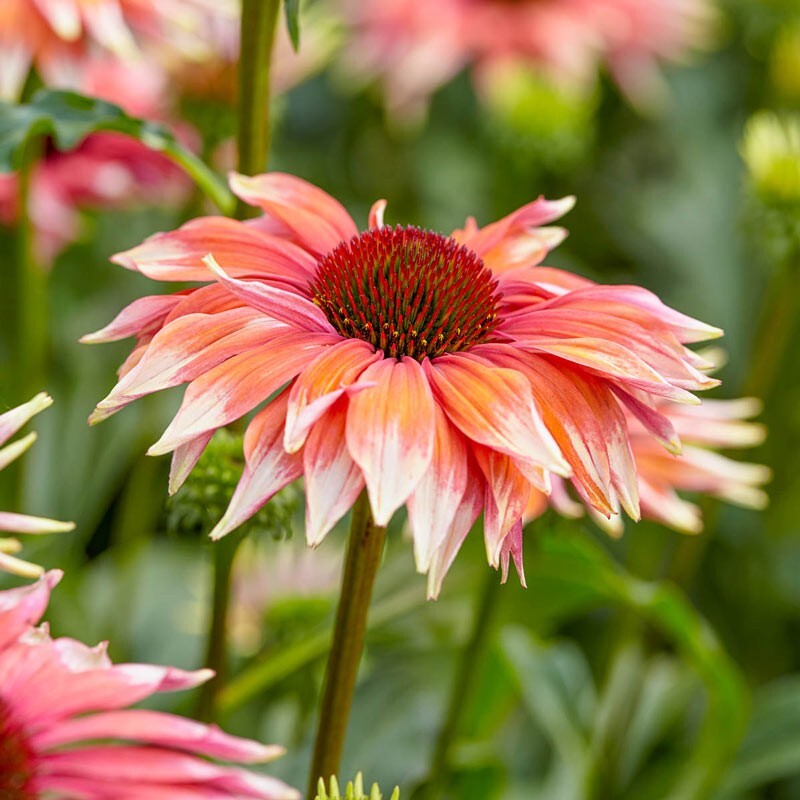 200+ Meadow Mama Coneflower Daisy Seeds for Garden – USA – FAST SHIPPING!
