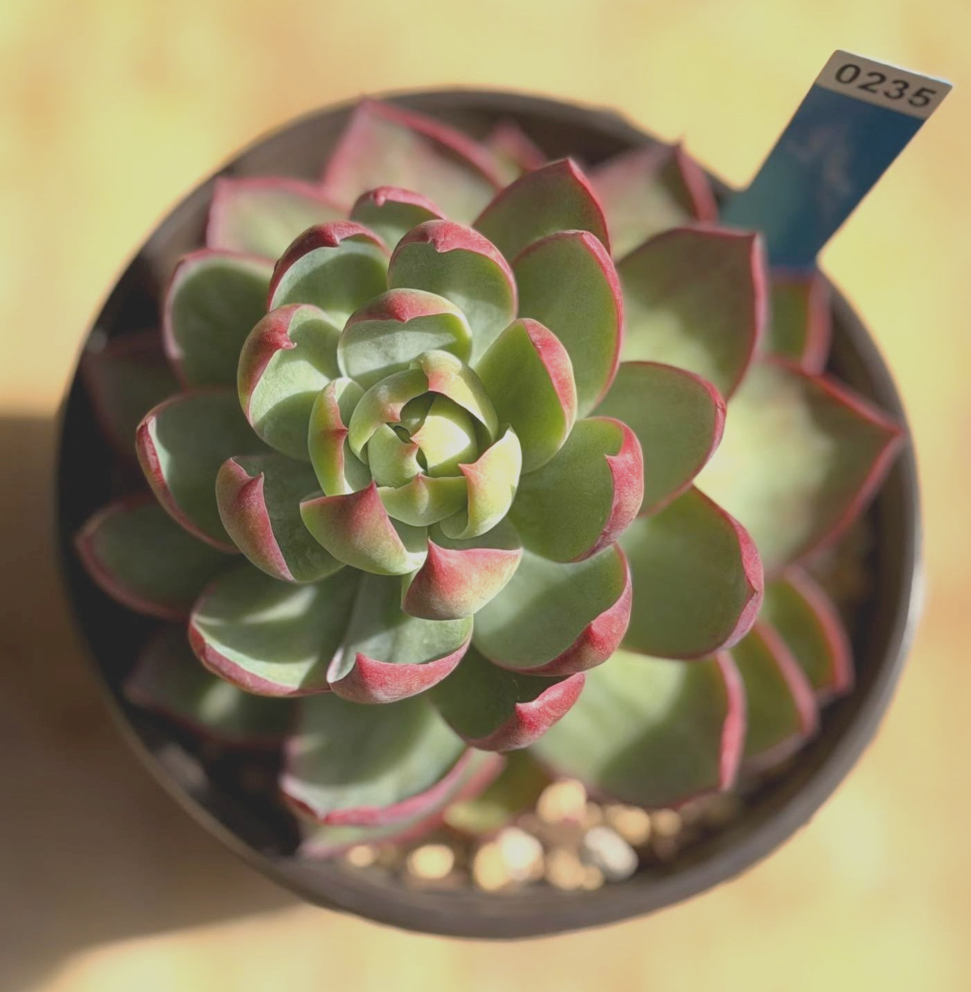 Imported Succulent live plant Rare Succulent Echeveria Casio var in 6” pot #235
