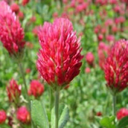 CRIMSON CLOVER SEED For Deer Food Plot Pastures Hay Silage Bees Reseeding Clover