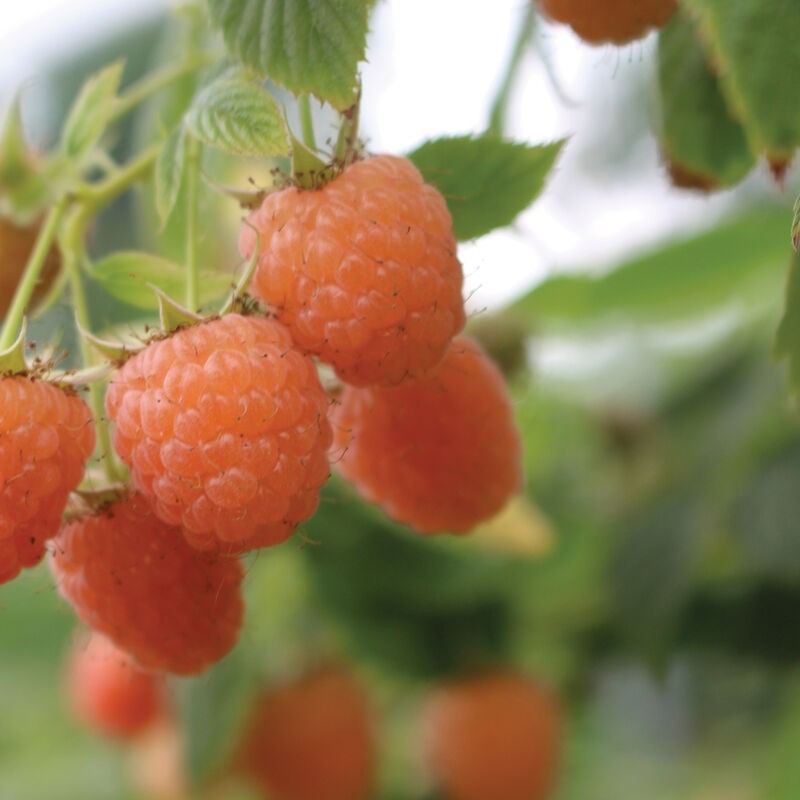 5 Raspberry Plants “Double Gold” Everbearing (5 Dormant Bare Root Canes)Zone 5-8