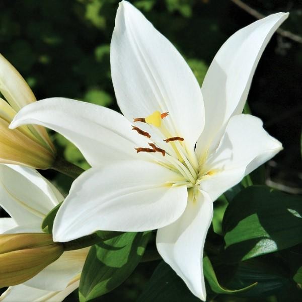 Lilium Asiatic Lily Bright Diamond 3 Flower Bulbs – Summer White Blooms