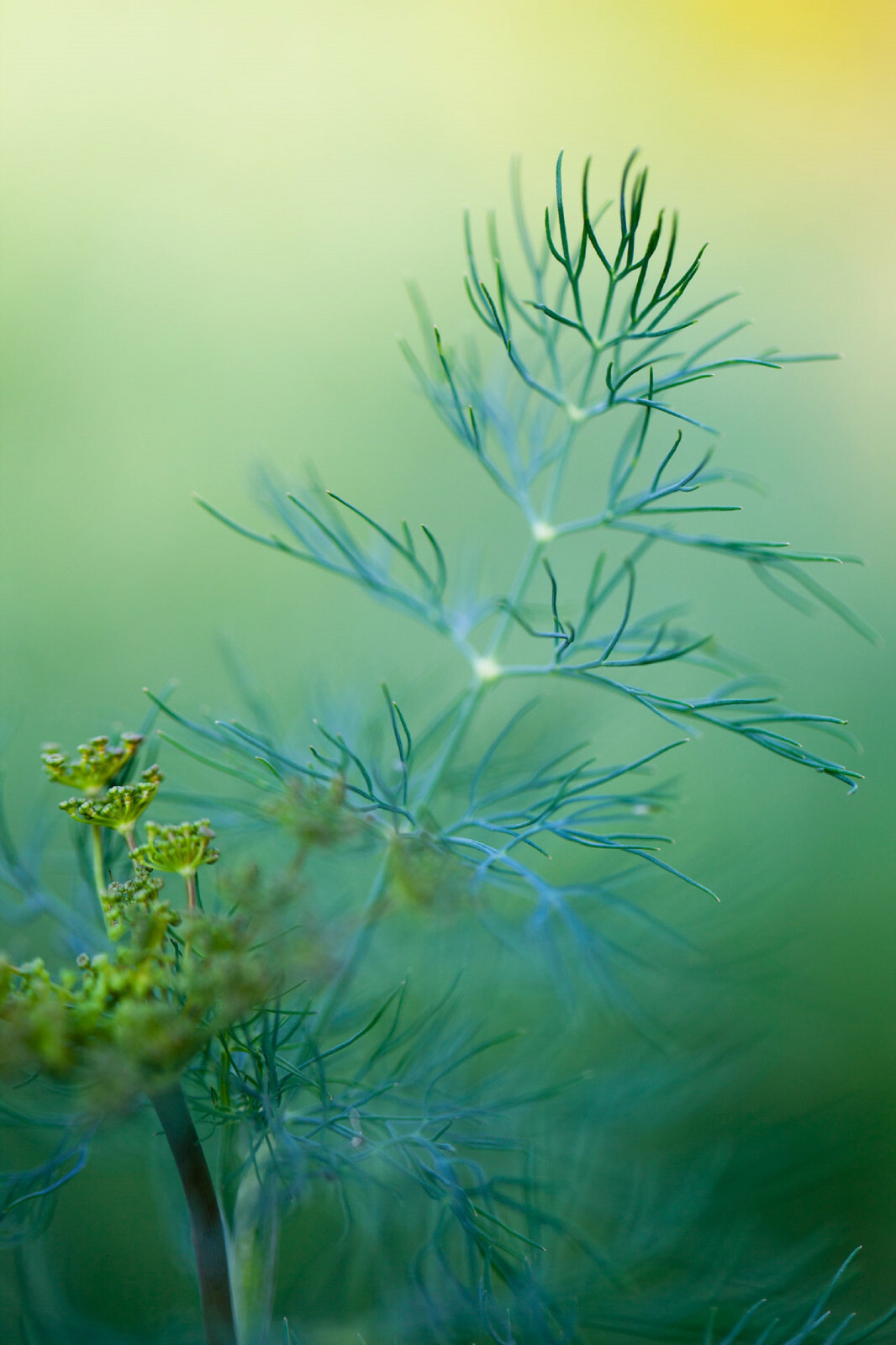 DILL BOUQUET SEEDS 500+ | A NON-GMO Heirloom Herb, Spice, Culinary Flower