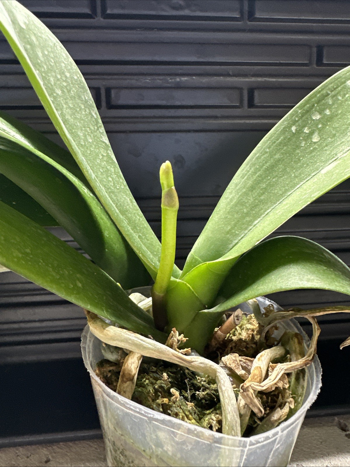 Phalaenopsis OX Luna Rosa ‘3066’ [N SPIKE!]