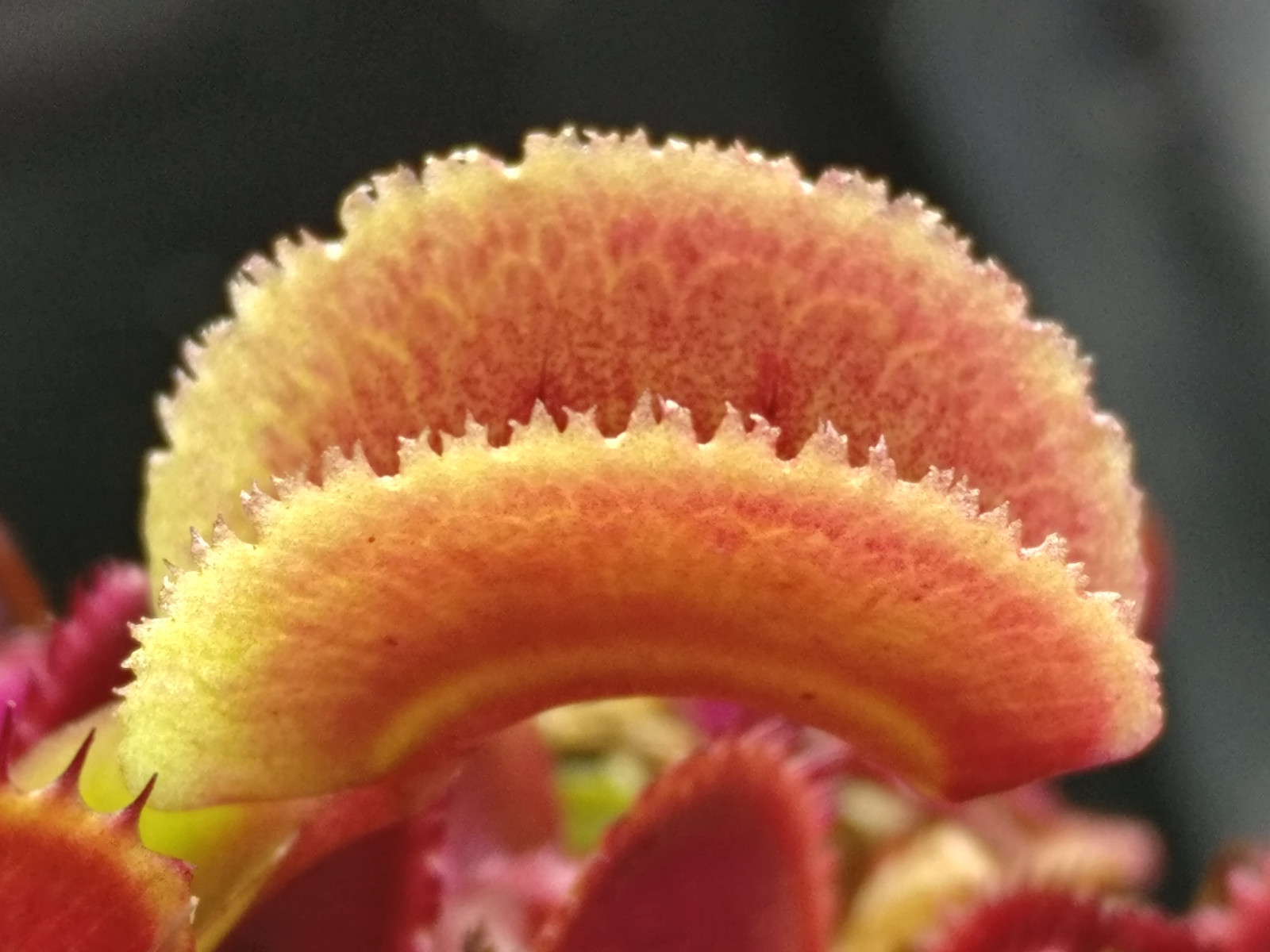 20 freshly harvested (2023 July) Venus Flytrap seeds