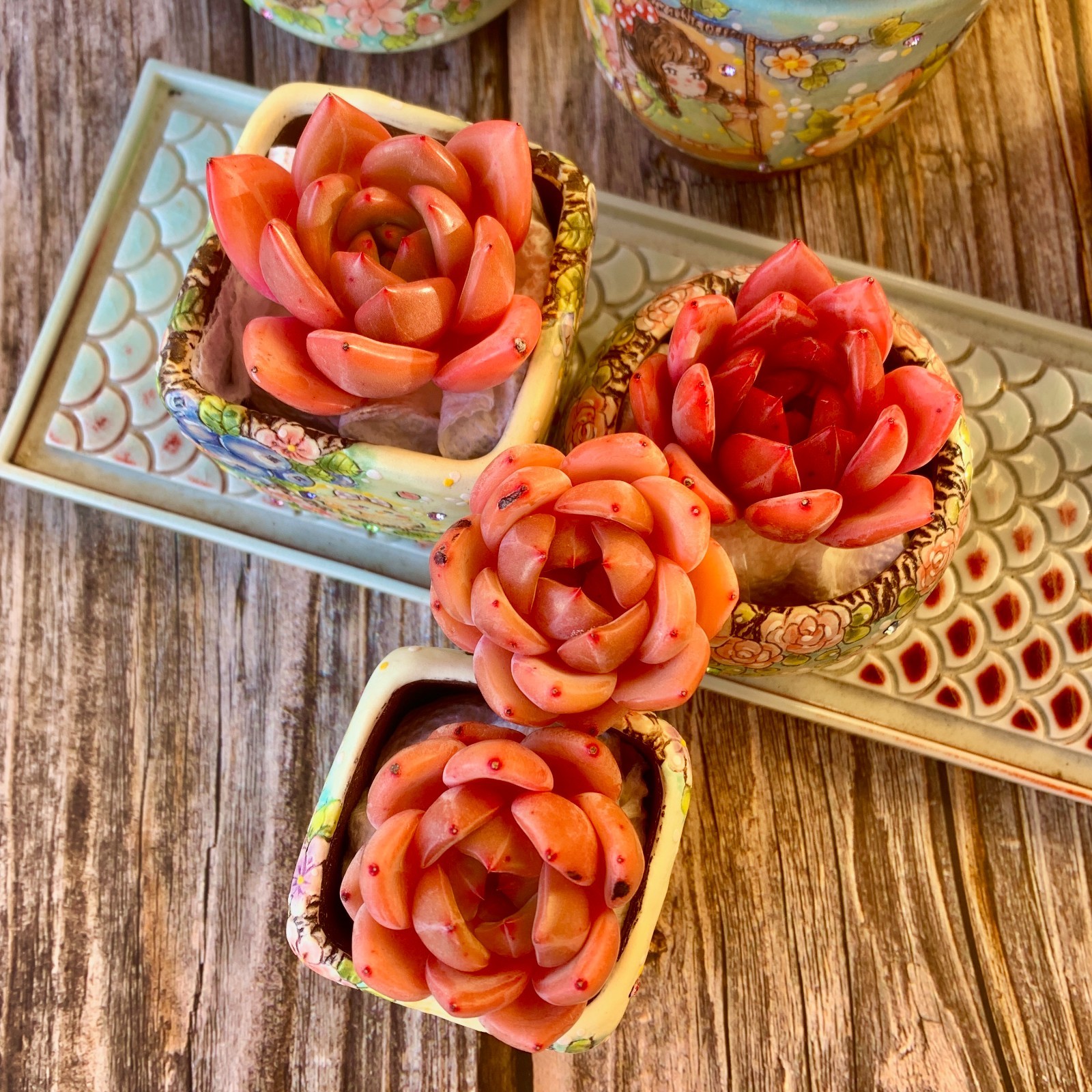 Rare Live Pink Champagne Succulents, Bare Root ，Wedding Favors, Indoor succulent