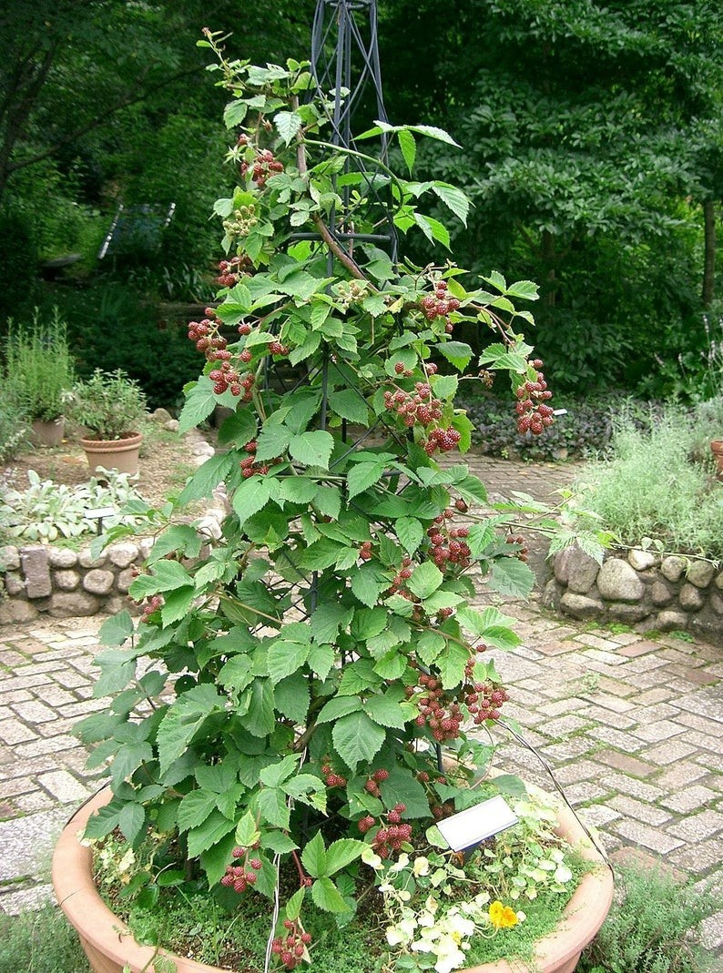 3 Blackberry Plants “Chester”-Thornless (Pack of 3 Large Plug Plants) Zones 5-9