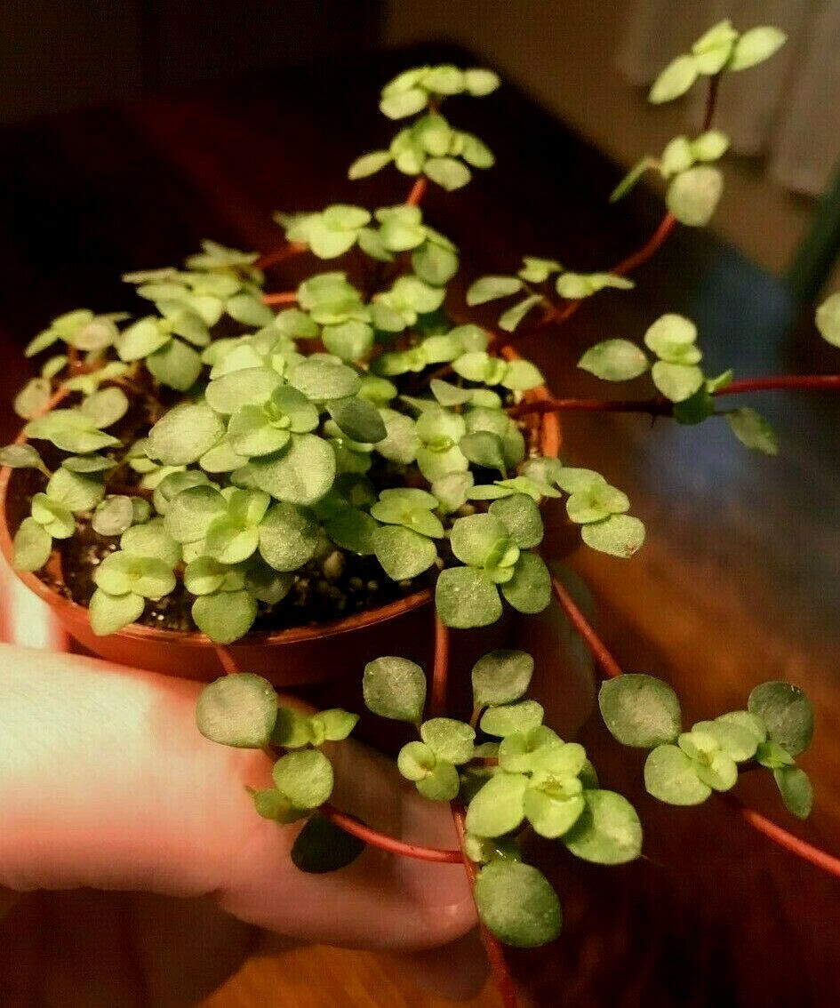 PILEA ‘SILVER SPRINKLES’, ‘GRAY ARTILLERY FERN – 2″ POT -MINIATURE PLANT