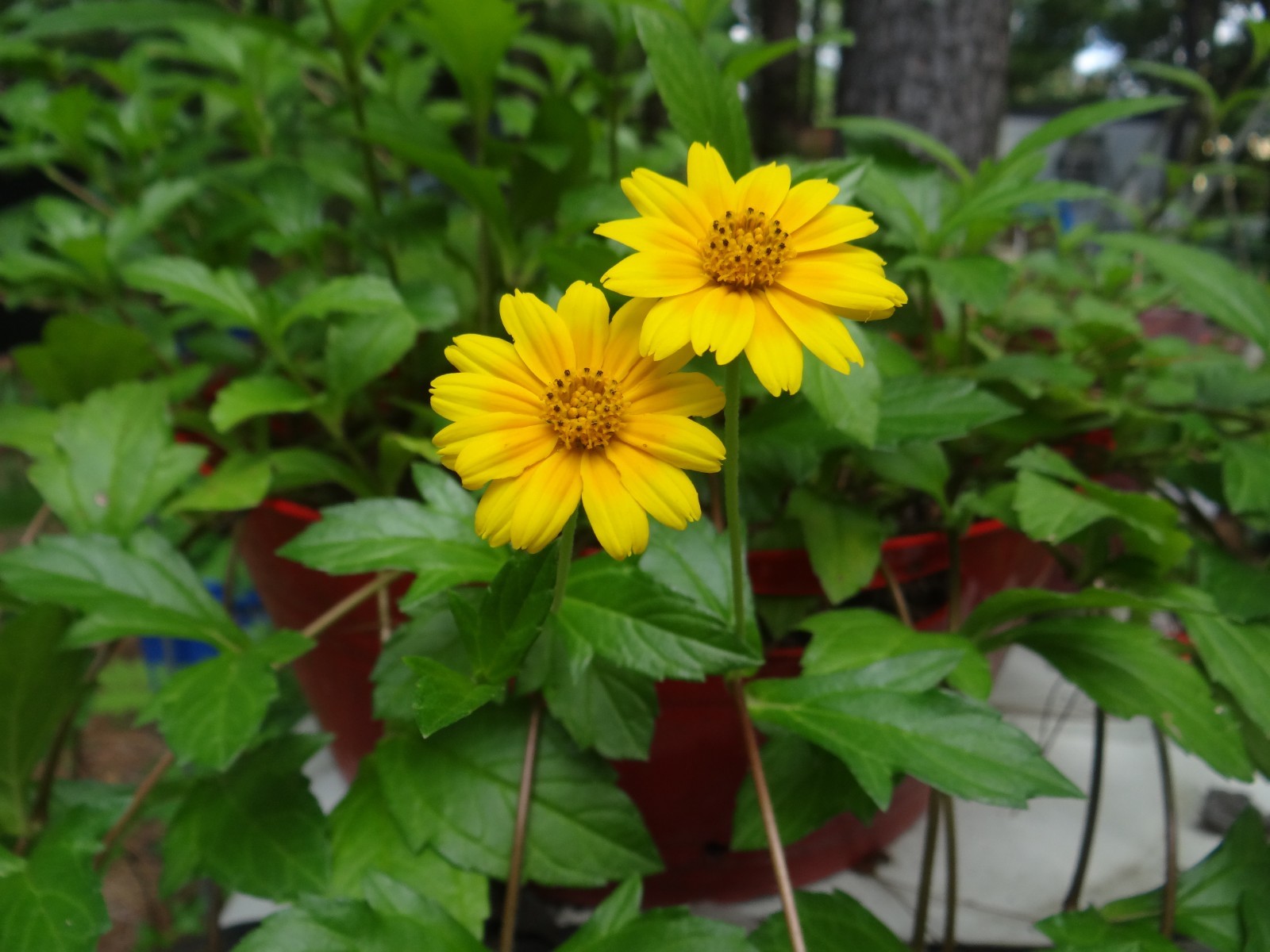 4 LIVE PLANTS SINGAPORE DAISIES WEDELIA CREEPING DAISY YELLOW FLOWERS ROOTED