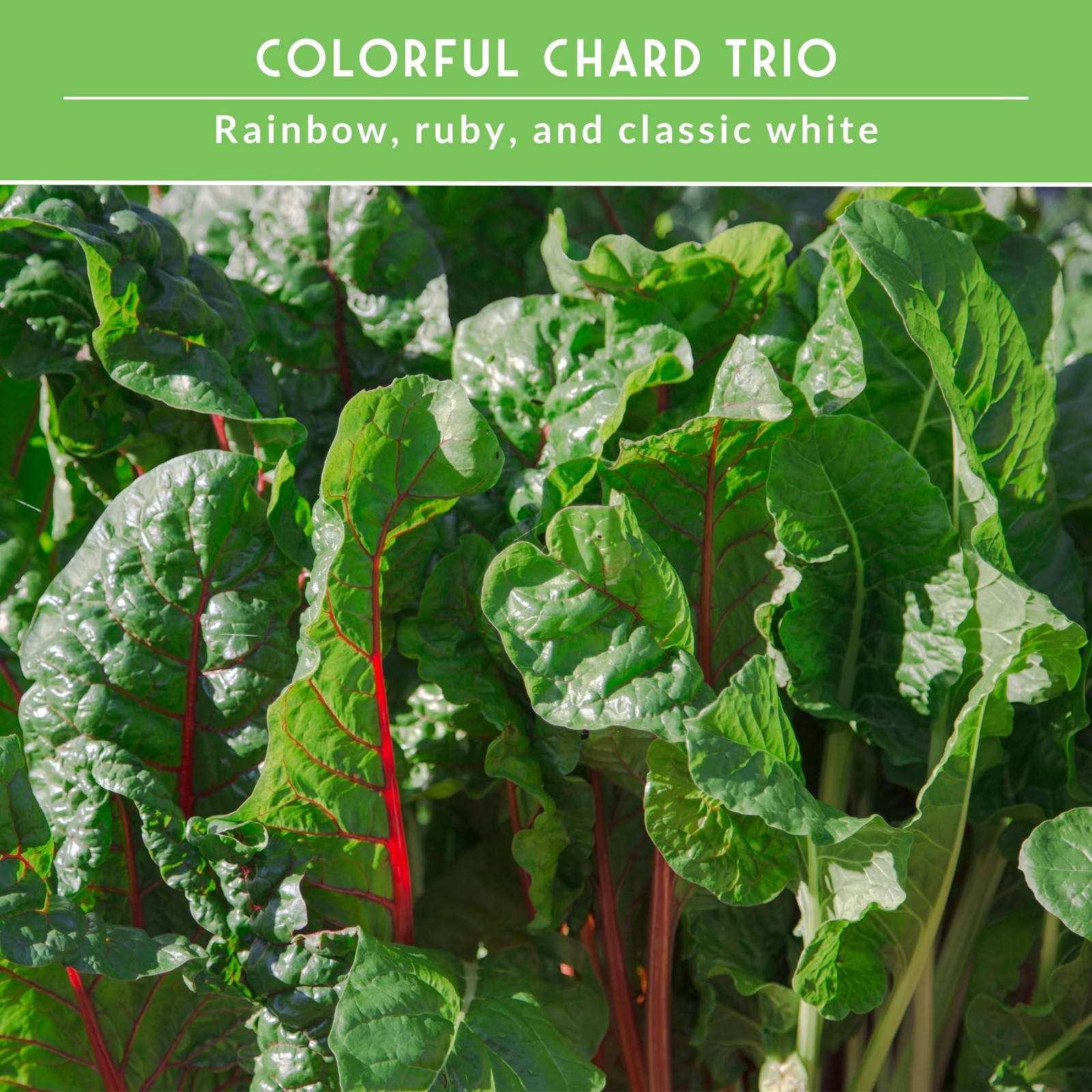 Swiss Chard Seeds for Planting – 3 Pack Collection | Rainbow, Ruby Red Rhubar…