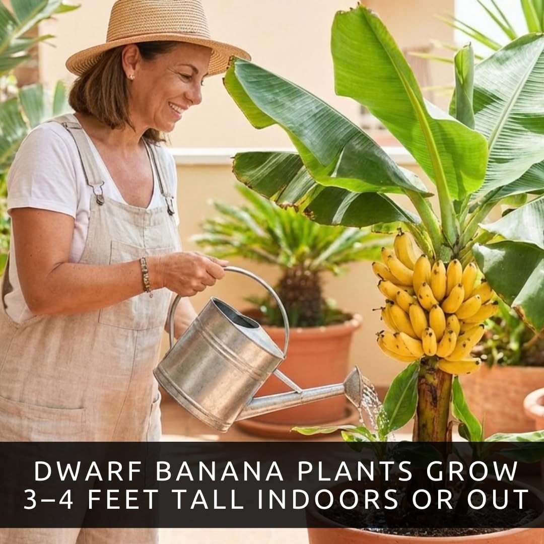Banana Tree Seeds 10 EasytoGrow Seeds for Indoor or Patio Planting