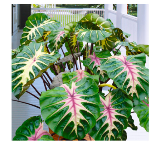 Waikiki Elephant Ear – Colocasia esculenta – Live STARTER Plant~~VERY RARE & HTF