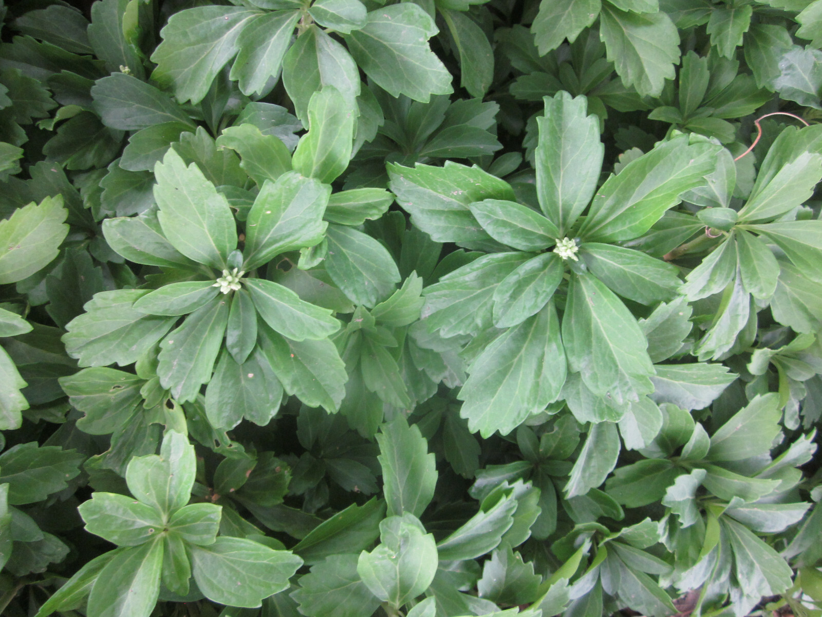 20 Pachysandra Perennial Plants Established Bare Root Old Property No Chemicals