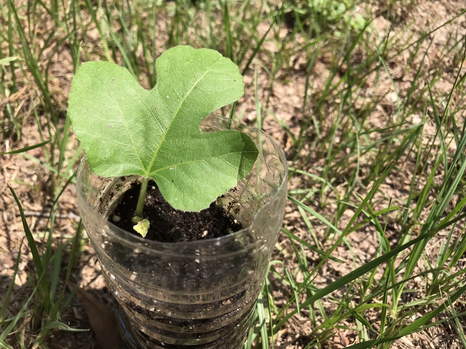 5 Fig Tree Cuttings For Propagation Brown Turkey Easy to Root 6-8 Inches