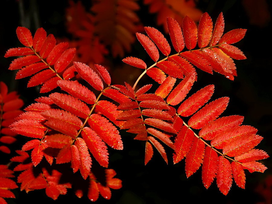 Rowan, (European Mountain Ash), Sorbus aucuparia, Tree Seeds (Fast, Fall Color)