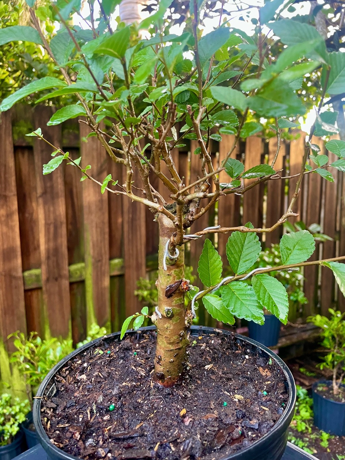CHINESE ELM Pre-Bonsai /Bonsai Tree Cold Hardy / Tiny leaves 8 years old