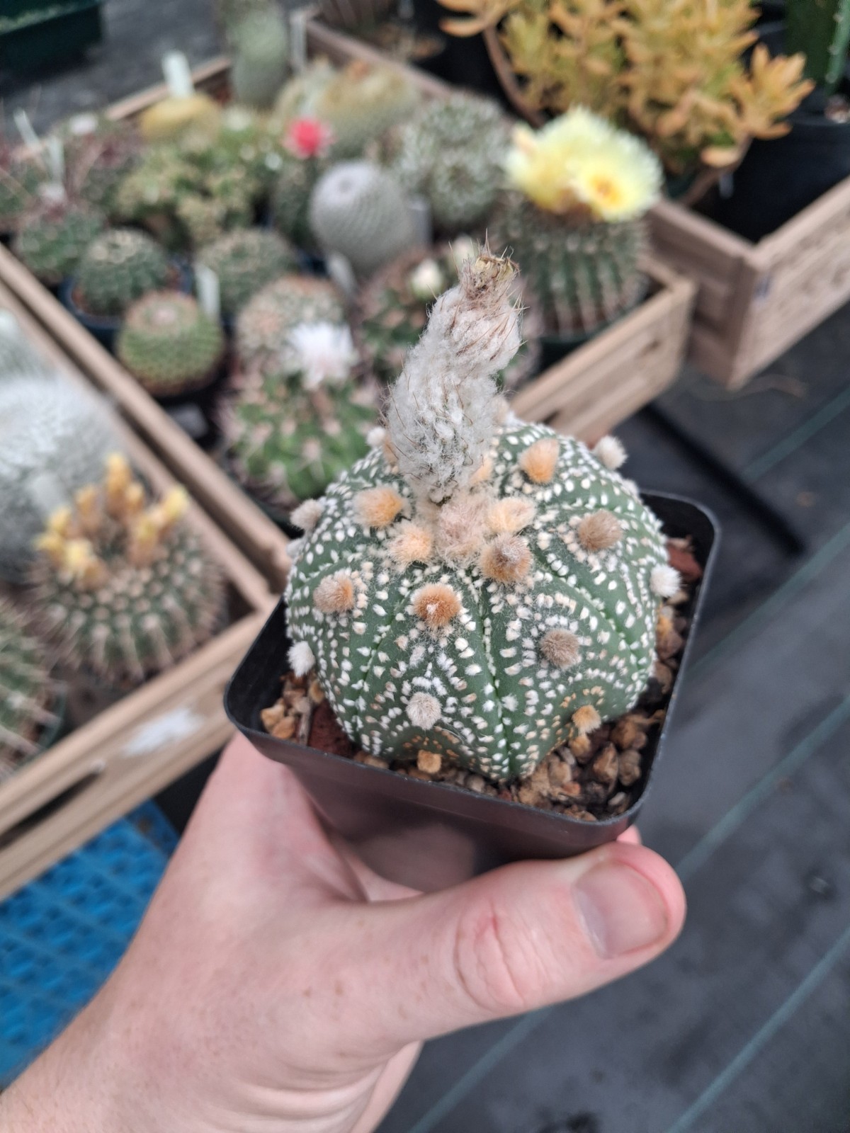 Astrophytum asterias cv. Iwata Snow White ISW US seller