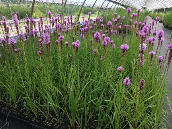 PURPLE BLAZING STAR BARE ROOT LIVE PLANTS PERENNIAL ‘Liatris spicata’ SET OF 2