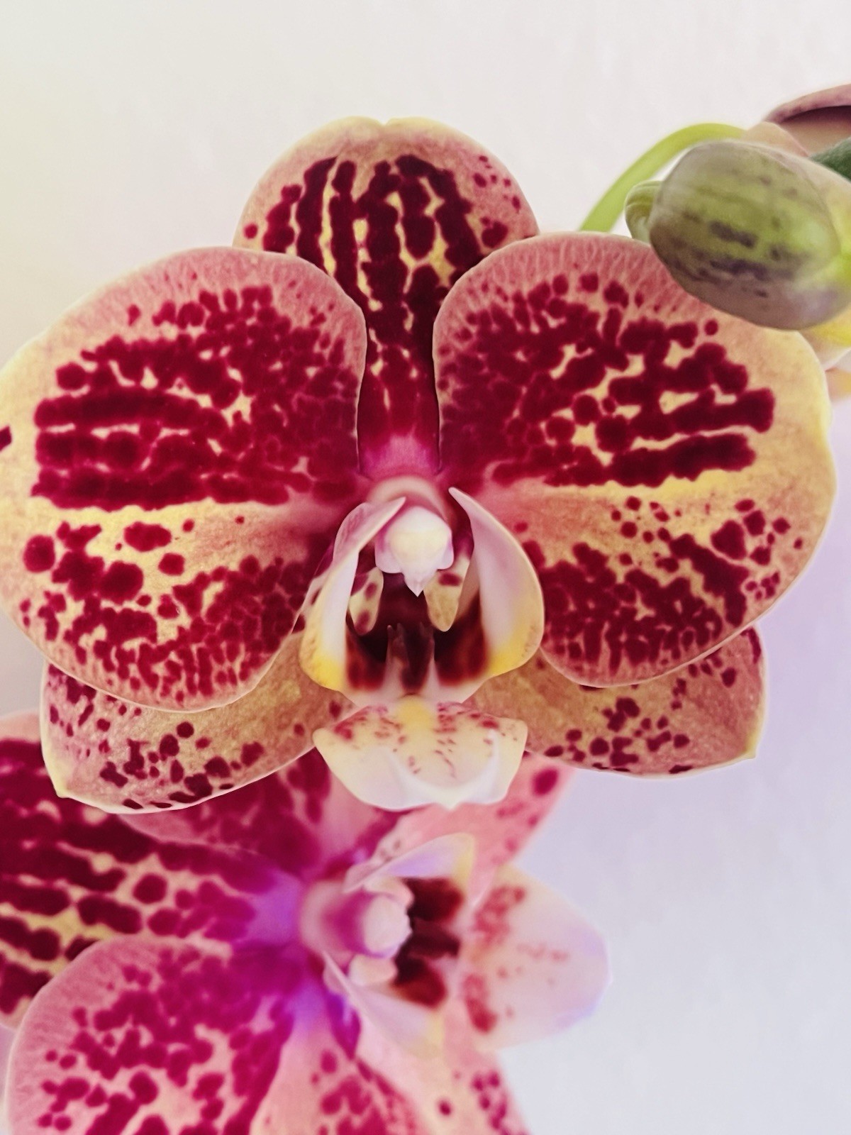 Phalaenopsis Orchid NOID Taiwanese Species Rare Plant