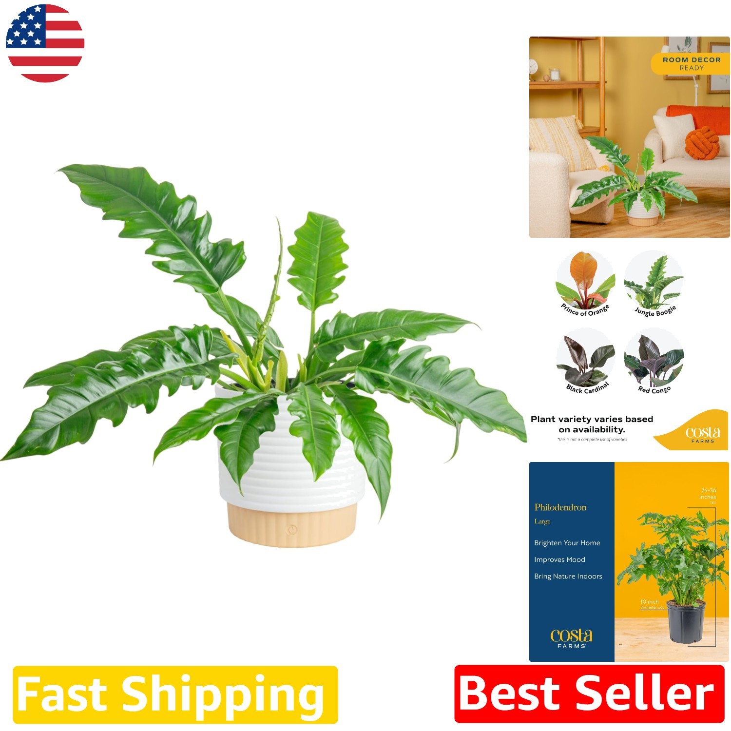 Philodendron Live Plant, Decorative Pot, Air Purifier, Home Office Decor