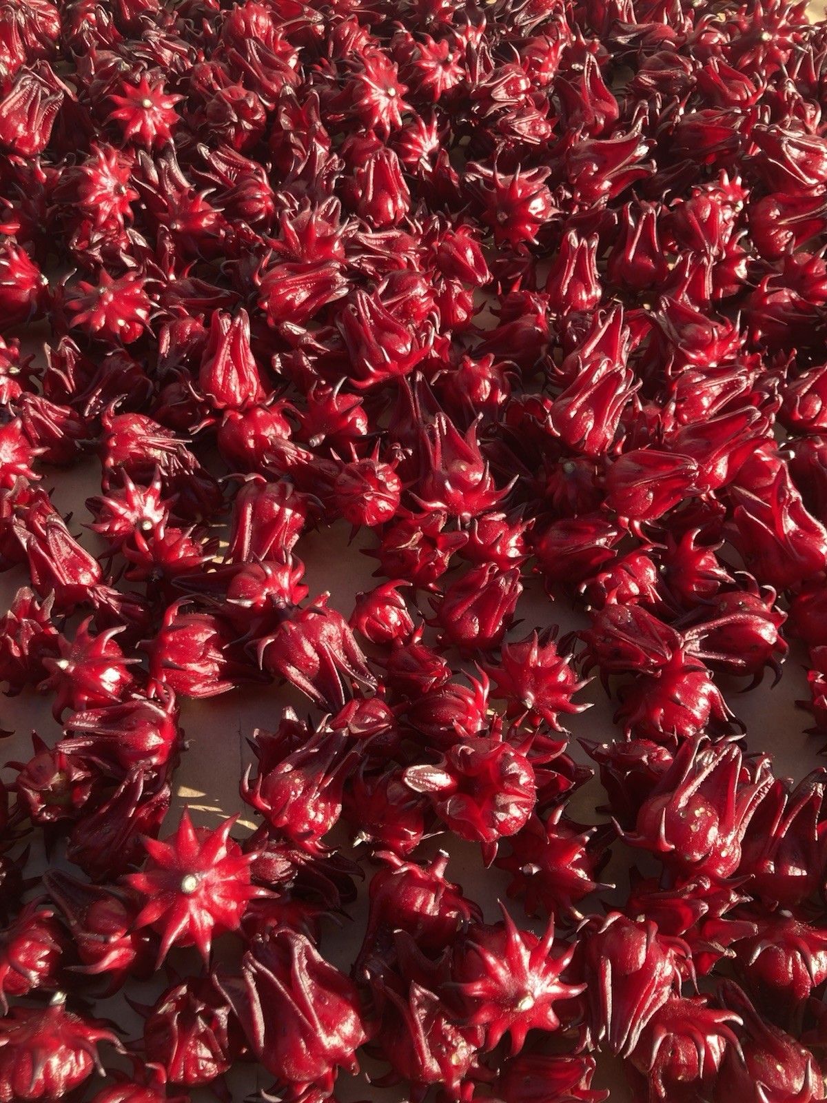 Roselle Hibiscus, Jamaican Sorrel 100 Seeds Flo. Grown Zone 9b Harvested 10/25