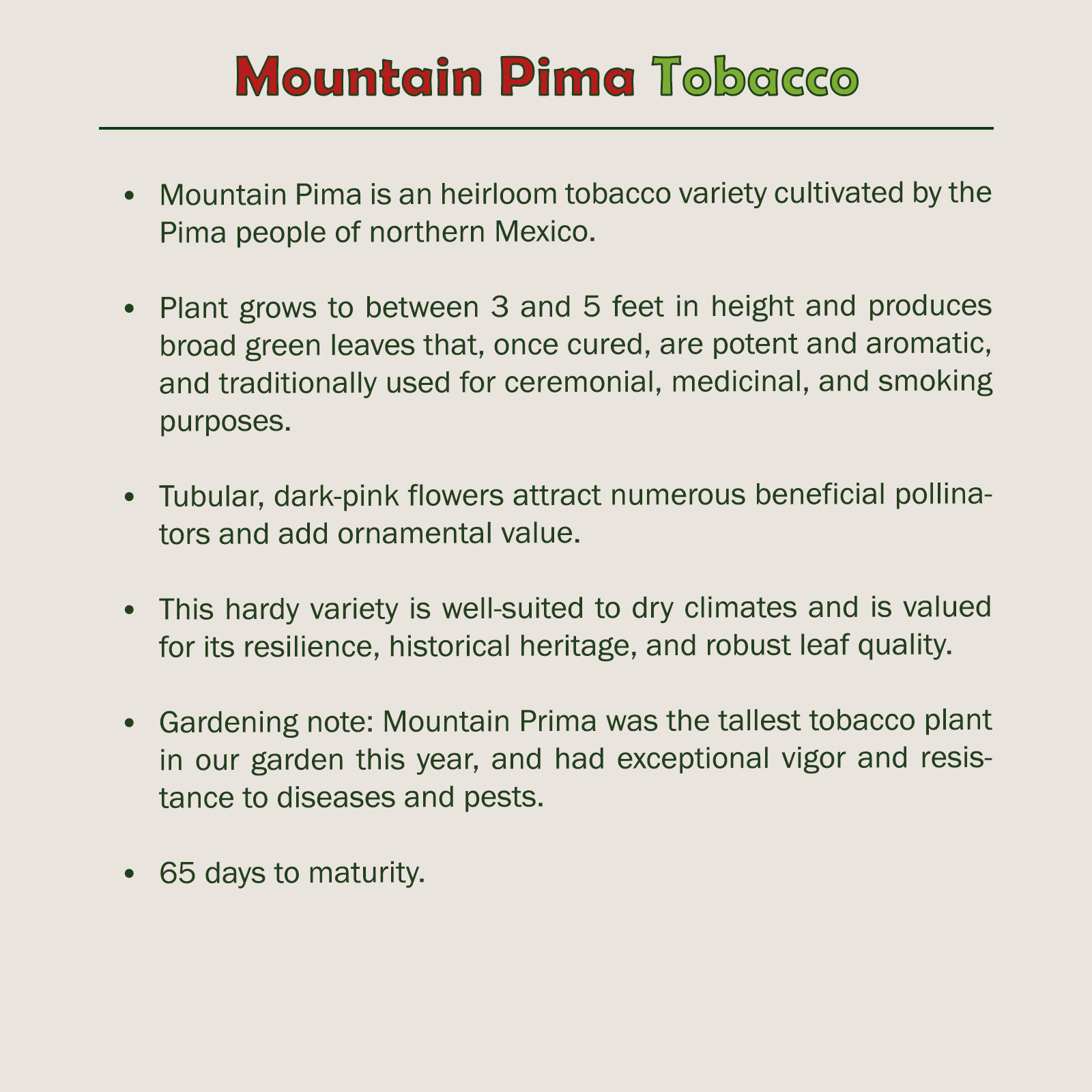 1000 Mountain Pima Tobacco Seeds, Rare, Heirloom, Pollinator Attractor