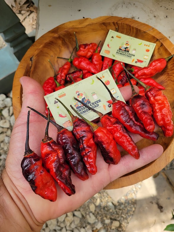 Blood Ghost Pepper Seeds SUPER HOT 800,000+ Scoville SHU Unique Creek Rare
