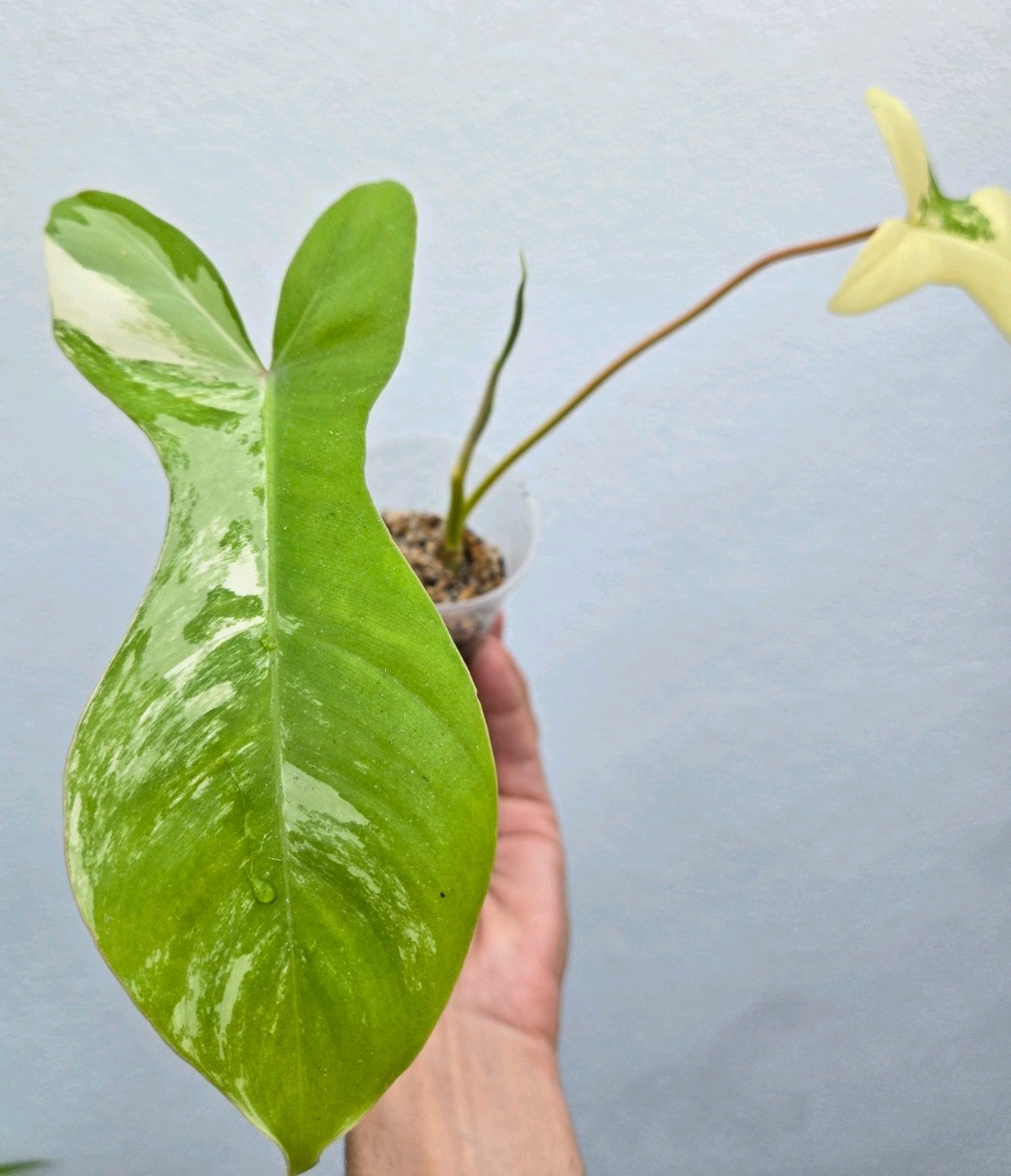 Variegated Philodendron Florida Beauty x Billietiae Jennifer not Monstera Mayoi