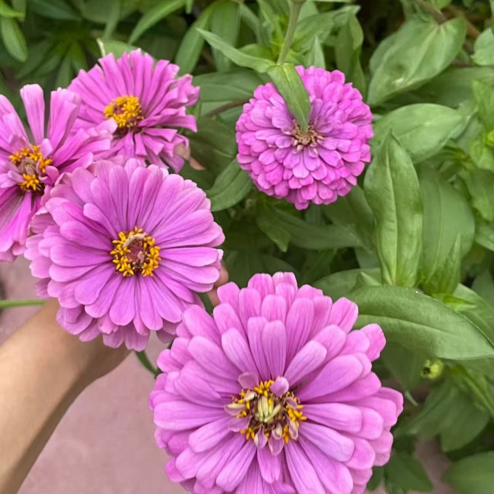 50 Purple Zinnia Seeds – Large Double Blooms, Easy Annual Garden Flowers