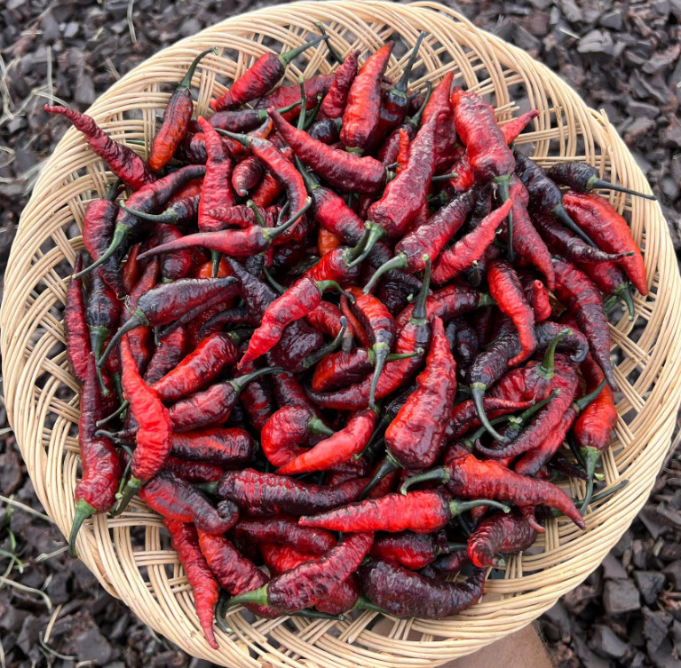 Naga Black Twister Superhot Pepper Seeds – Non-GMO Organic Superhot Pepper
