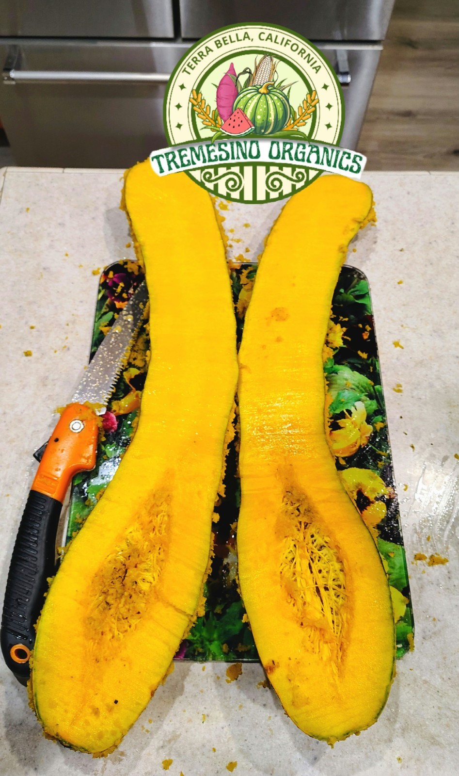 Rare Tropical Long Squash, 15 Seeds- Calabaza Mexicana Para Dulce, 15 Semillas